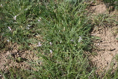 Astragalus corniculatus