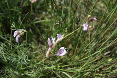 Astragalus corniculatus
