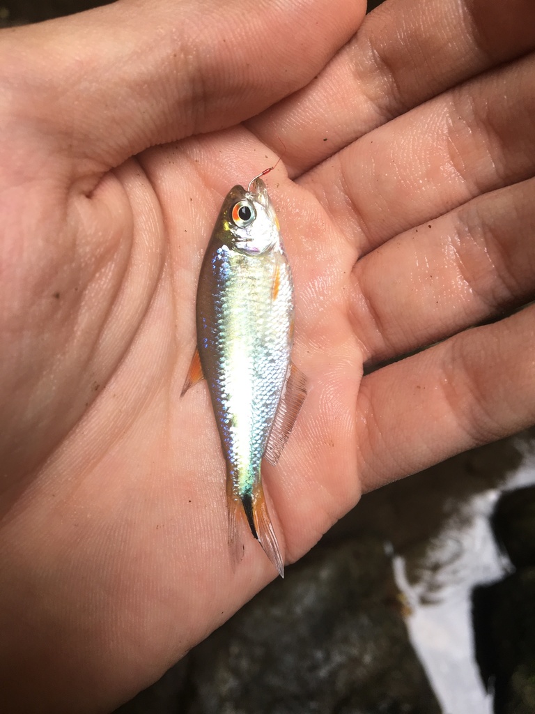 Darien mountain tetra (Hemibrycon dariensis) — Characidae