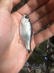 Astyanax panamensis