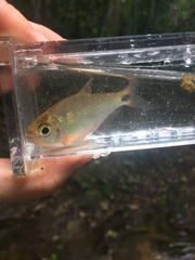 Astyanax panamensis