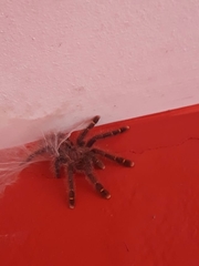 Avicularia rufa