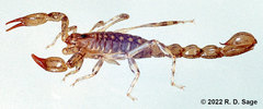Urophonius eugenicus