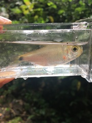 Astyanax panamensis