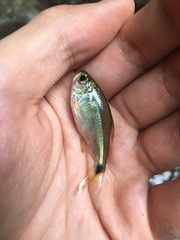 Astyanax panamensis