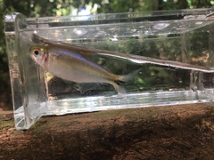 Hemibrycon dariensis