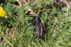 Dorcadion fuliginator