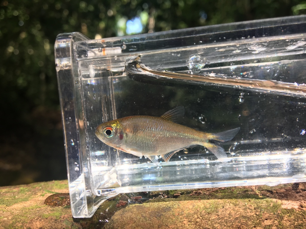 Darien mountain tetra (Hemibrycon dariensis) — Characidae