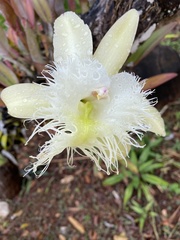 Rhyncholaelia