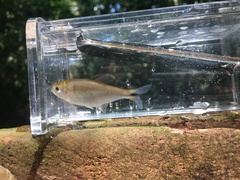 Hemibrycon dariensis