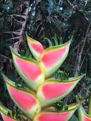 Heliconia wagneriana image