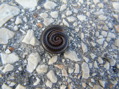 Pachyiulus apfelbecki