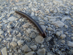 Pachyiulus apfelbecki