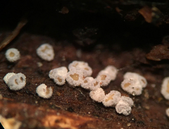 Proliferodiscus pulveraceus