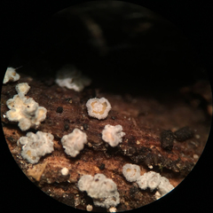 Proliferodiscus pulveraceus