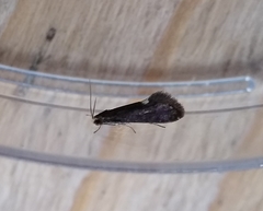 Psychoides filicivora