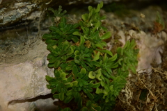 Sedum fragrans