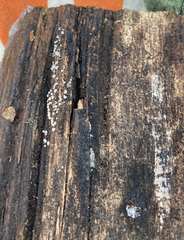 Proliferodiscus pulveraceus