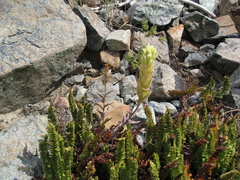 Polystichum lemmonii