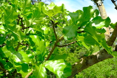 Gardenia ternifolia