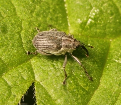 Ceutorhynchus obstrictus