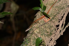 Cercosaura oshaughnessyi