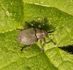 Ceutorhynchus obstrictus