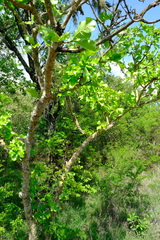 Gardenia ternifolia