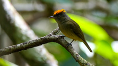 Saffron-Crested Tyrant-Manakin photo 2