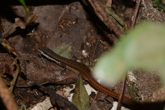 Cercosaura oshaughnessyi