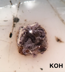 Proliferodiscus pulveraceus