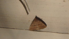 Zanclognatha laevigata