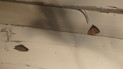 Zanclognatha laevigata