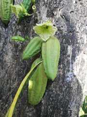 Parmentiera aculeata