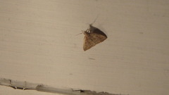 Zanclognatha laevigata