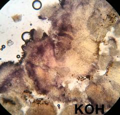 Proliferodiscus pulveraceus