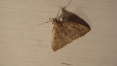 Zanclognatha laevigata