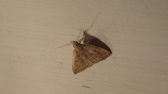 Zanclognatha laevigata