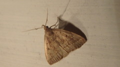 Zanclognatha laevigata