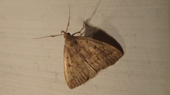 Zanclognatha laevigata