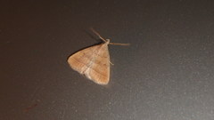 Zanclognatha laevigata