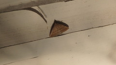 Zanclognatha laevigata