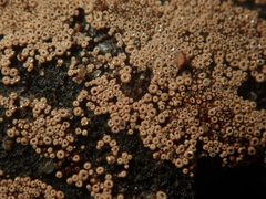 Merismodes anomala