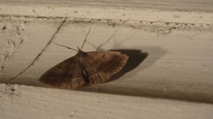 Zanclognatha laevigata