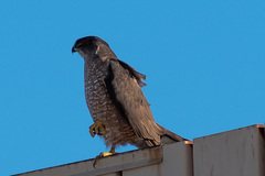 Accipiter cooperii