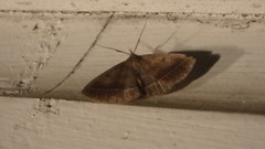 Zanclognatha laevigata