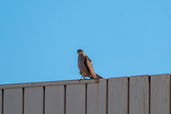 Accipiter cooperii