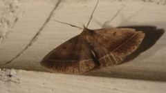 Zanclognatha laevigata