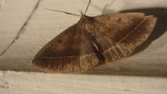 Zanclognatha laevigata