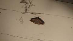 Zanclognatha laevigata